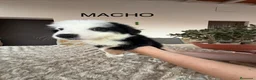 Border Collie perros en venta: BORDER COLLIE - Anuncio 3