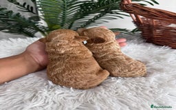 Caniche Toy perros en venta: CANICHE TOY - Imagen 11