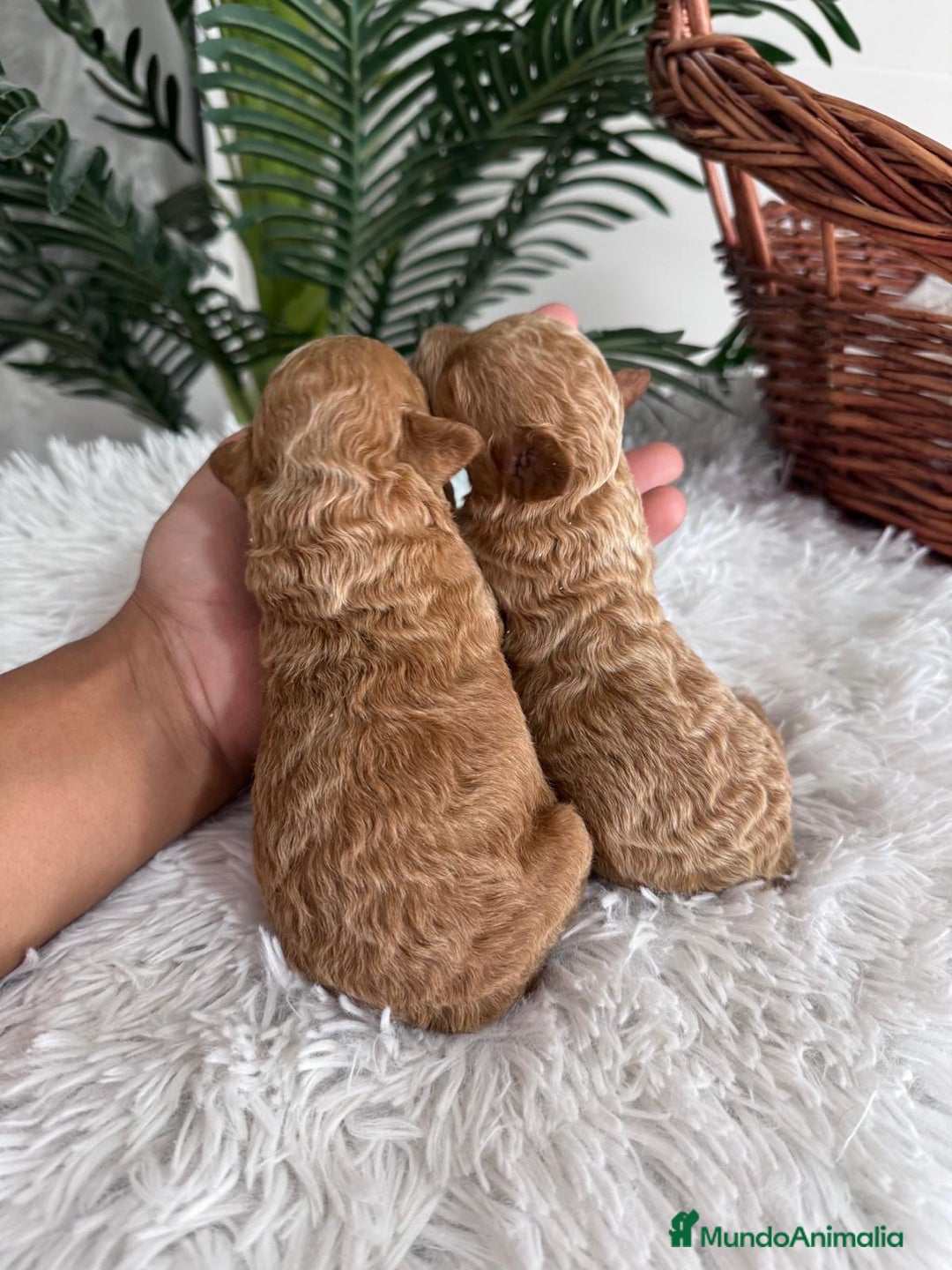 Caniche Toy perros en venta: CANICHE TOY - Imagen 11