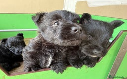 Scottish Terrier perros en venta: Scottish Terrier  - Imagen 2