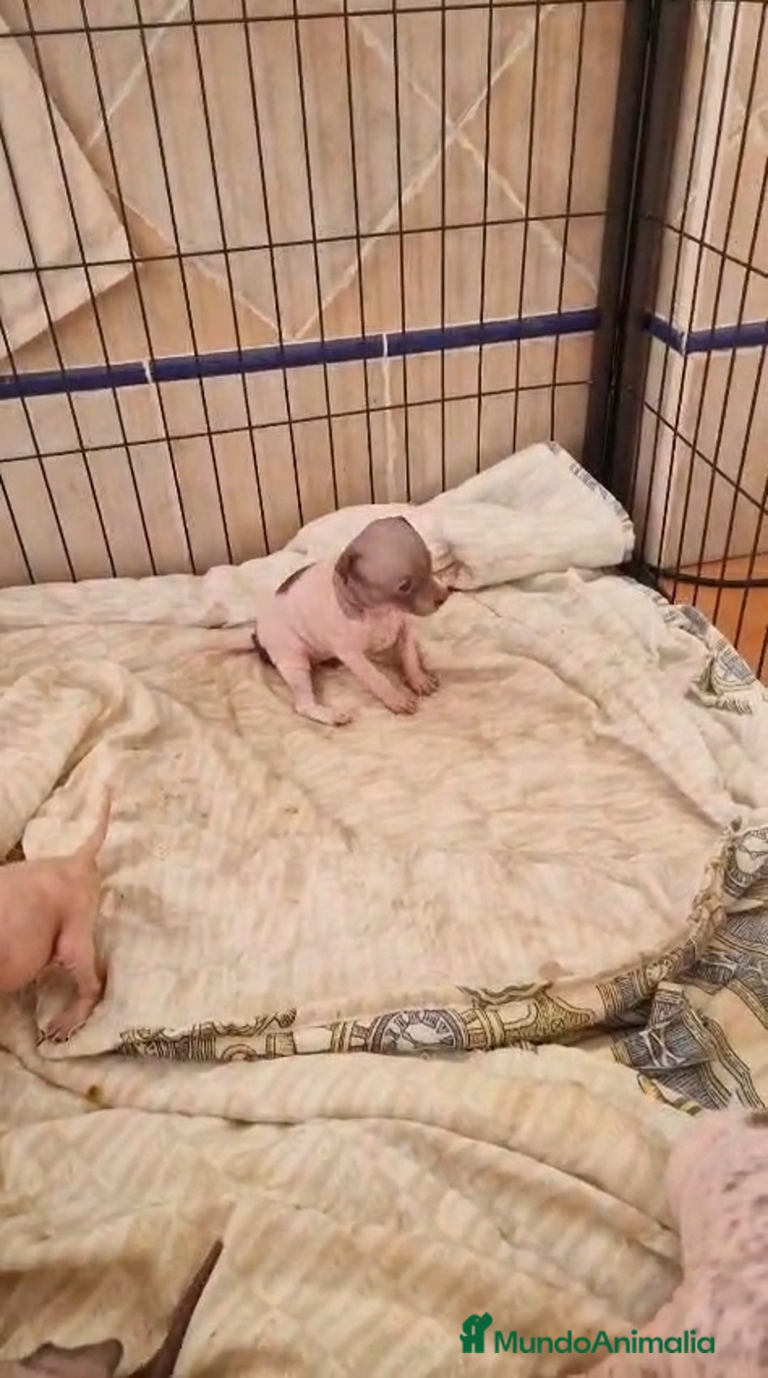 Xoloitzcuintle - Perro Sin Pelo Mexicano perros en venta: Terrier americano sin pelo - Imagen 2