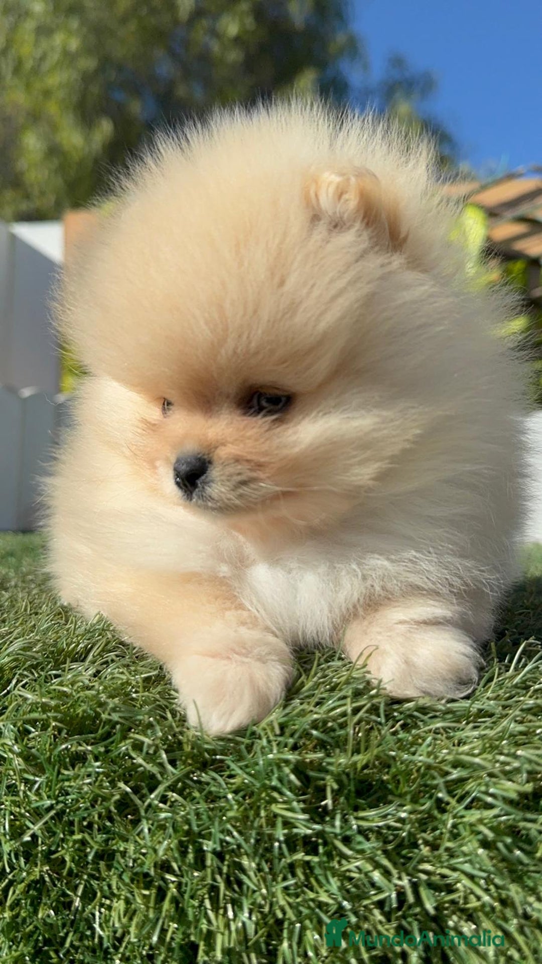 Pomerania perros en venta: POMERANIA CARITA DE OSITO - Anuncio 8