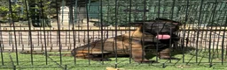 Pastor Belga Malinois perros en venta: Cachorra pastor belga Malinois  - Anuncio 12