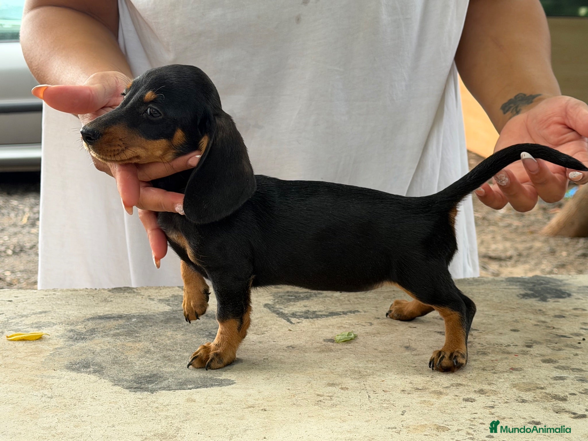 Teckel Miniatura perros Teckel mini  - Anuncio 1