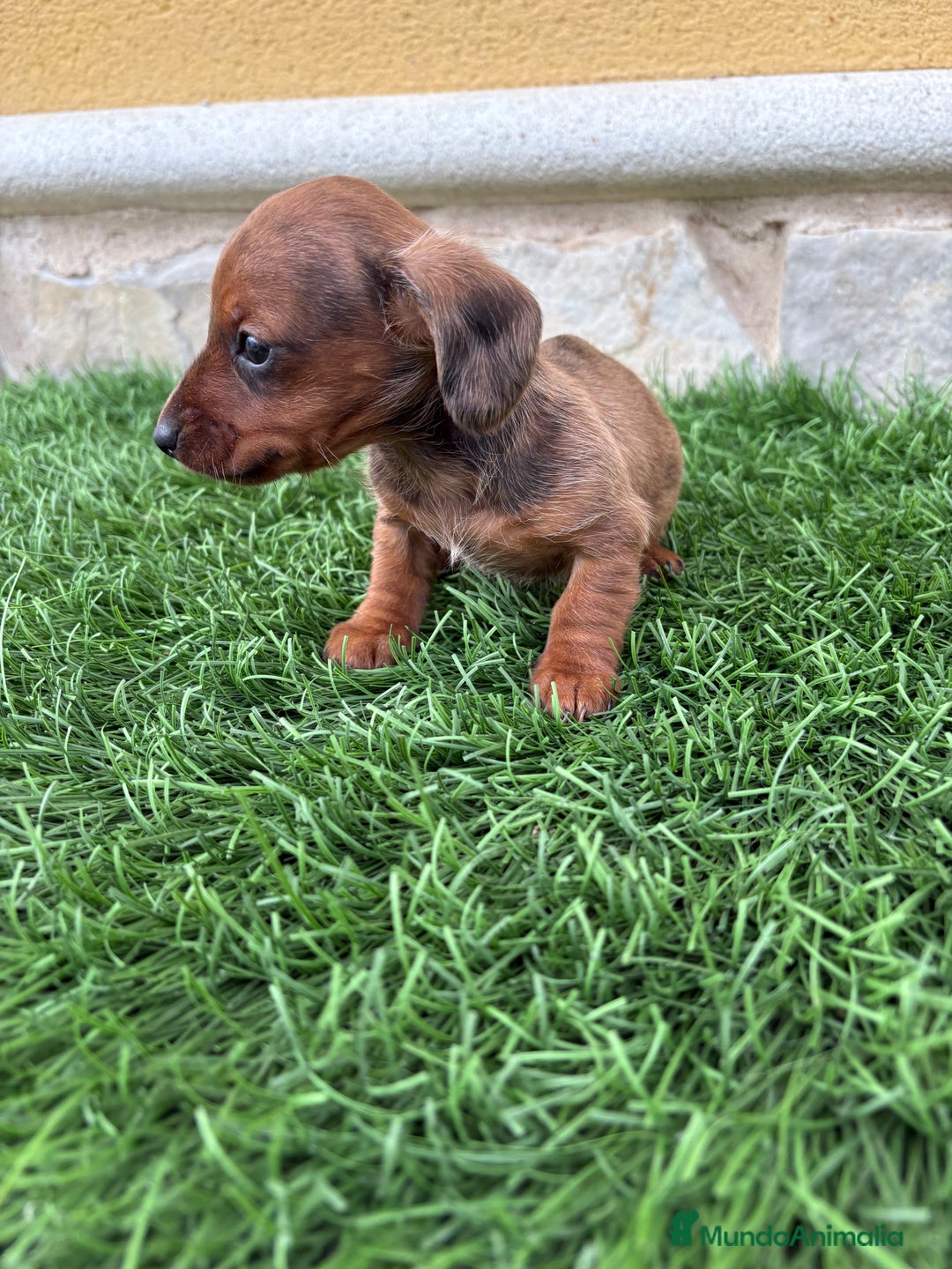Teckel Miniatura perros en venta: Teckel Kaninchen macho Merle chocolate diluido  - Anuncio 2