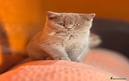 Británico de Pelo Corto gatos en venta: HEMBRA BRITISHSHORTHAIR LILAC - Imagen 1