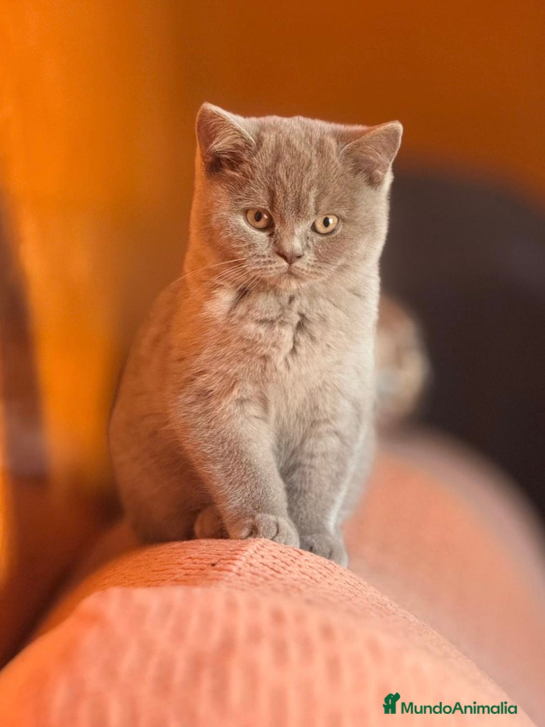 Británico de Pelo Corto gatos en venta: HEMBRA BRITISHSHORTHAIR LILAC - Imagen 1
