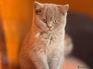Británico de Pelo Corto gatos - Anuncio 9