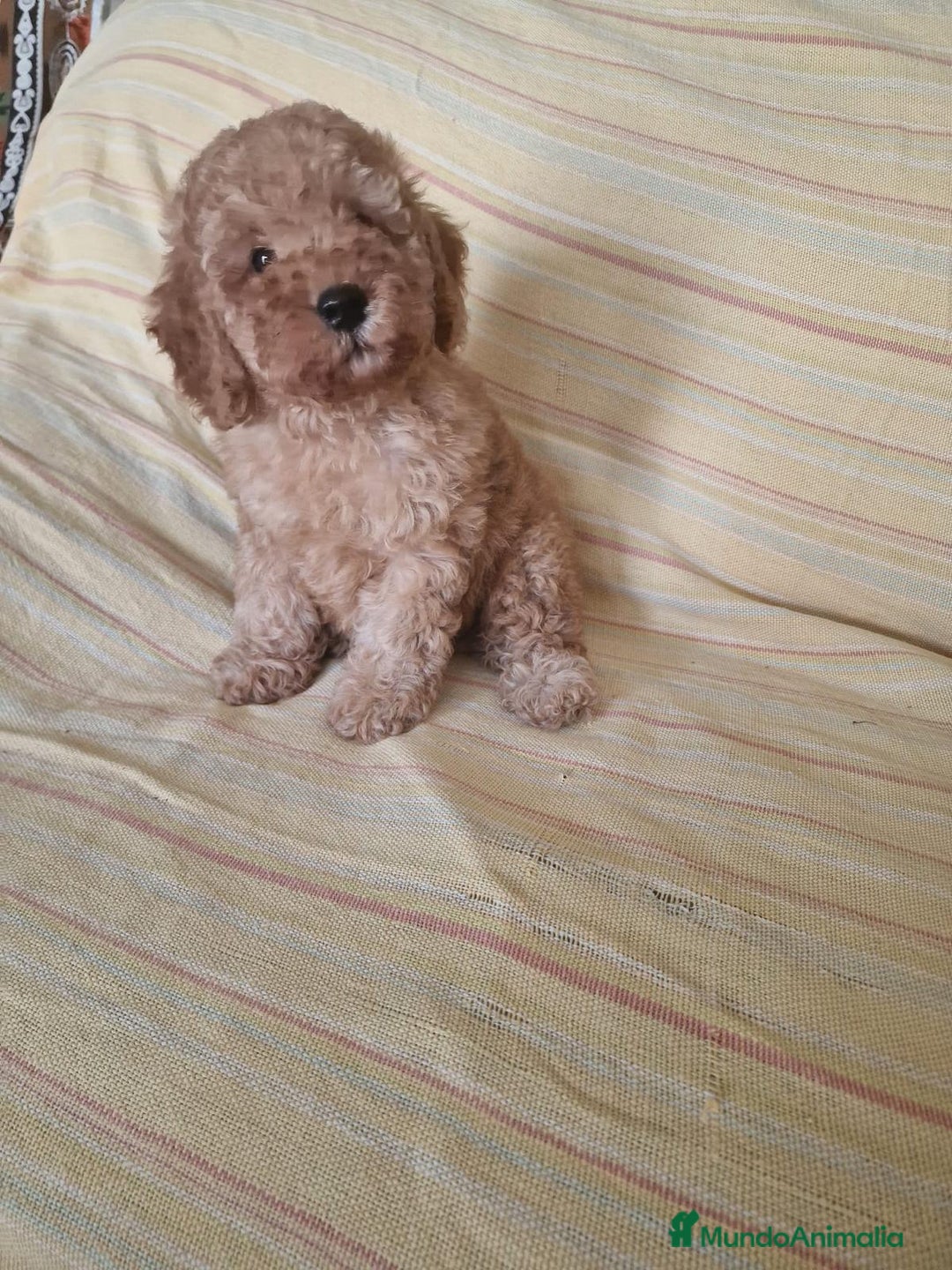 Caniche Toy perros en venta: Caniche Toy - Imagen 1