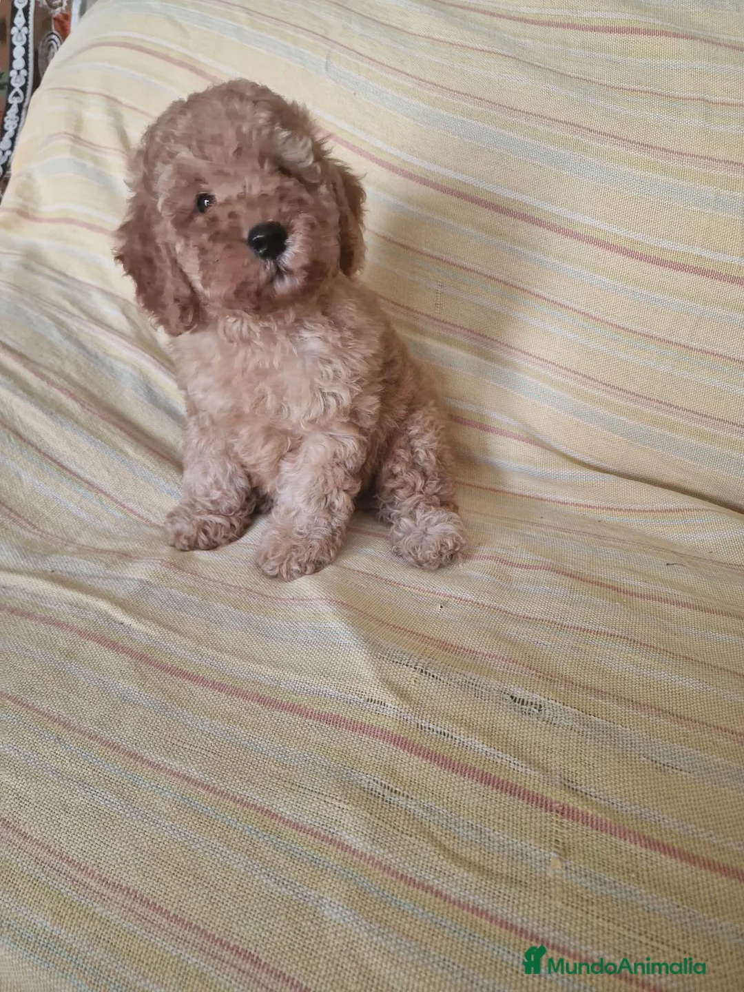 Caniche Toy perros en venta: Caniche Toy - Anuncio 1