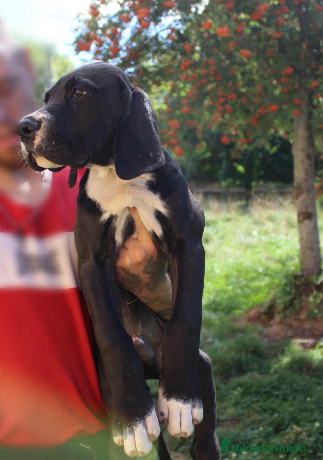 Dogo Alemán perros en venta: Dogo aleman / gran danés  - Imagen 4