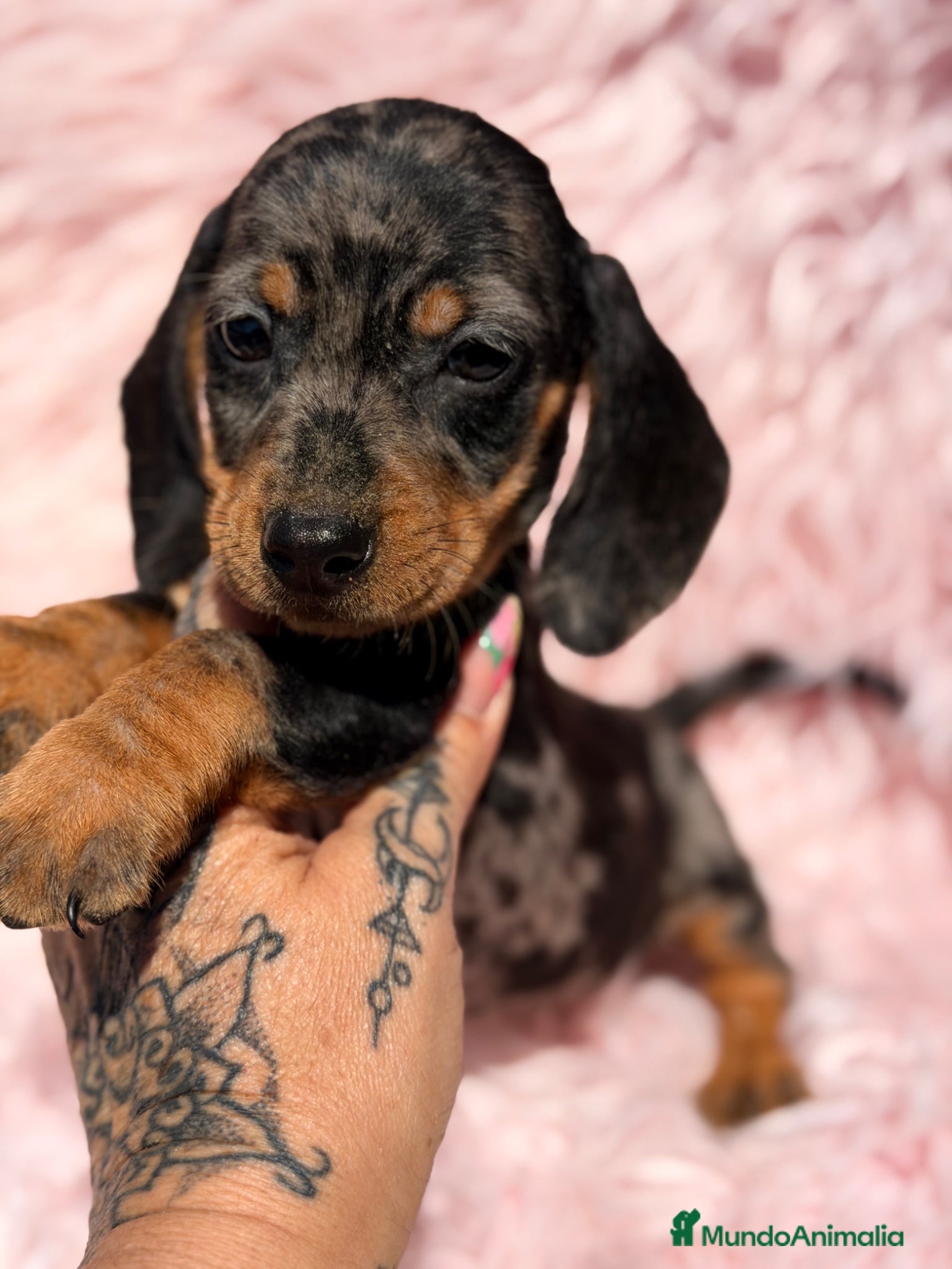Teckel Miniatura perros Teckel Arlequin Kaninchen - Anuncio 2