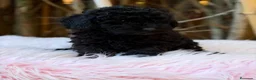 Caniche Enano perros en venta: Caniche enano hembra negra - Anuncio 2