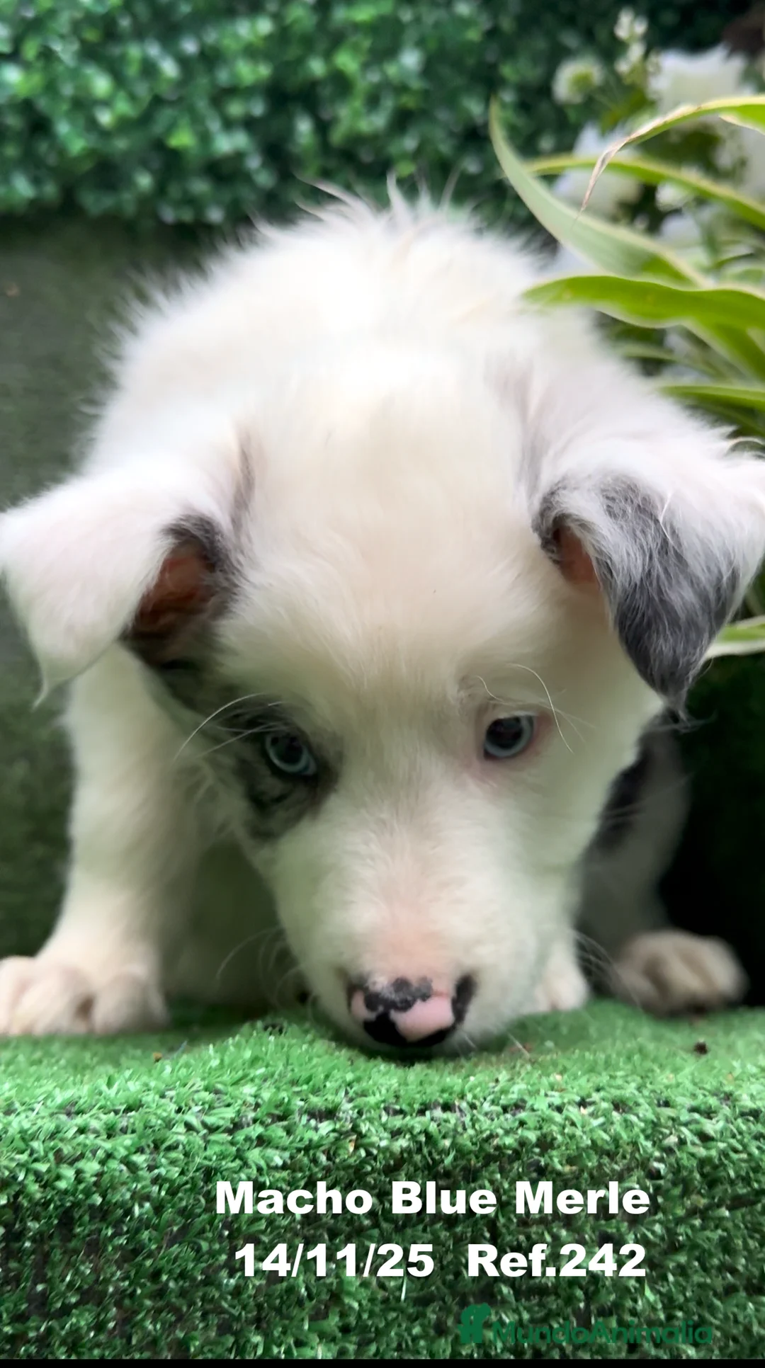 Border Collie perros en venta: Border Collie De Villa Biznaga - Anuncio 14