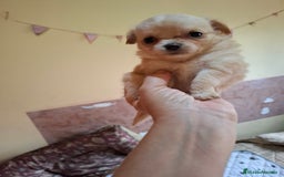 Chihuahua perros en venta: Preciosa chihuahua de pelo largo de mucha calidad - Imagen 3