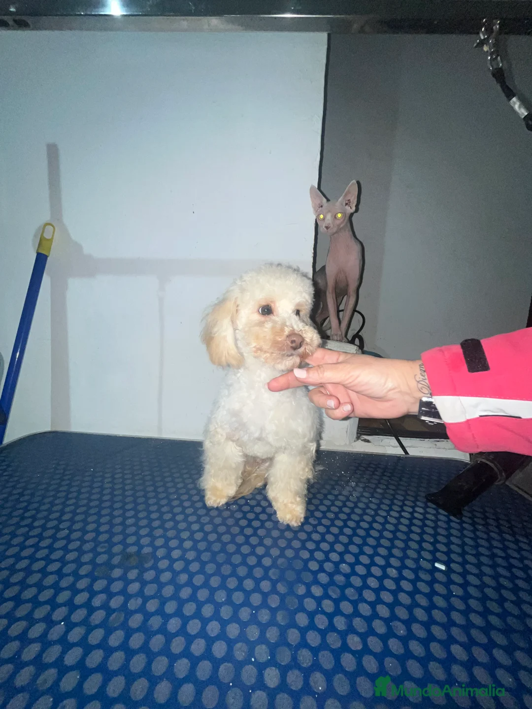 Maltipoo perros en venta: Maltipoo 6 meses - Anuncio 2
