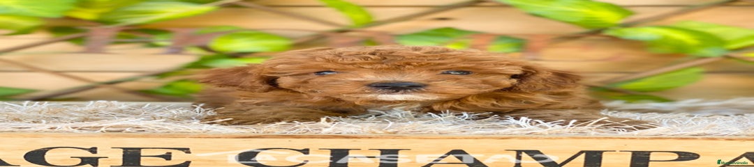 Caniche Toy Cachorro 3976