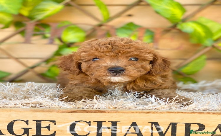Caniche Toy perros - Propaganda 17