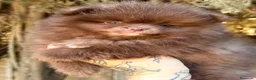 Pomerania perros en venta: Pomerania cara oso chocolate  - Anuncio 9