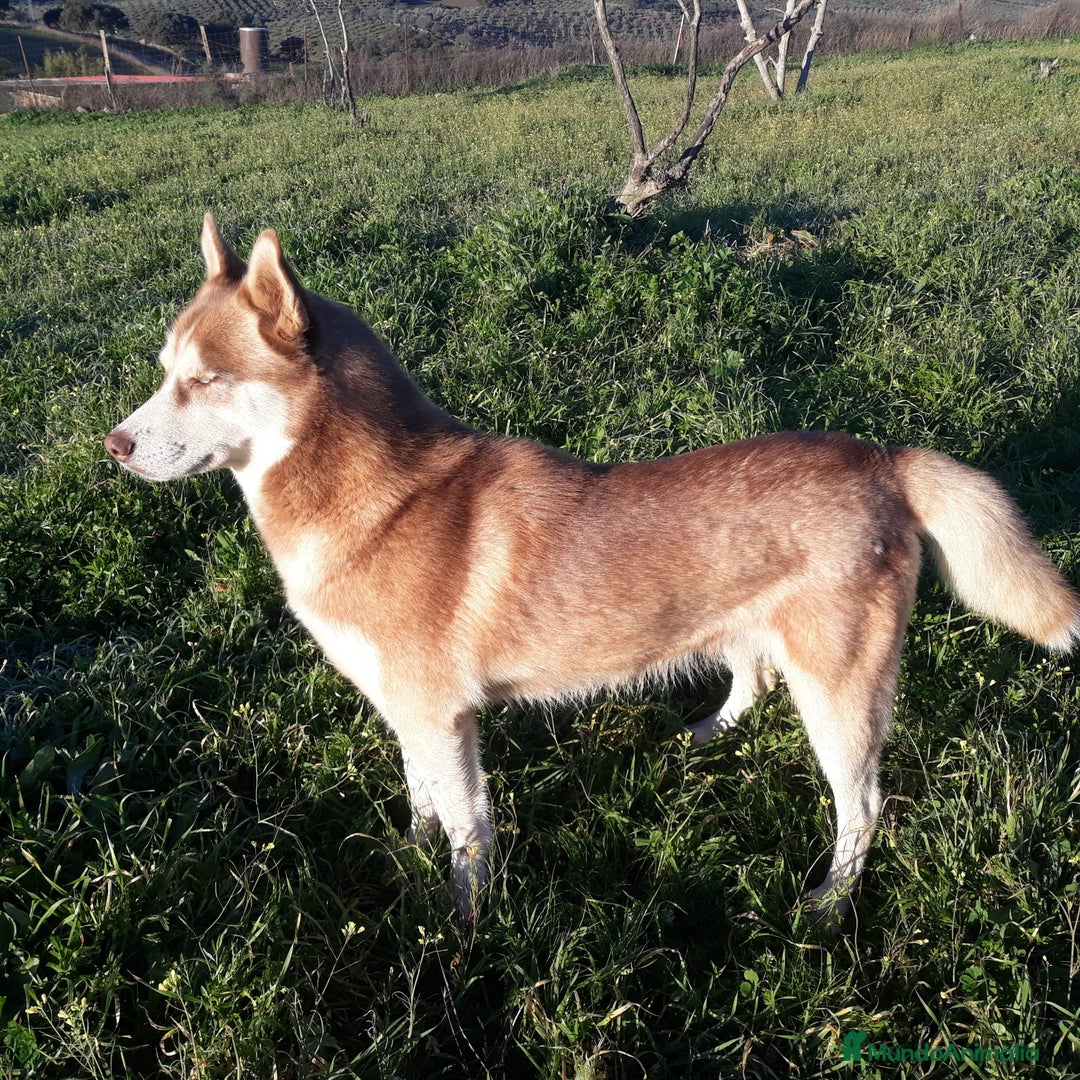 Husky Siberiano perros en venta: Husky Siberiano  - Anuncio 7