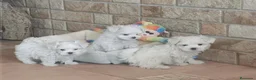 Bichón Maltés perros en venta: CACHORROS DE BICHÓN MALTES - Anuncio 5