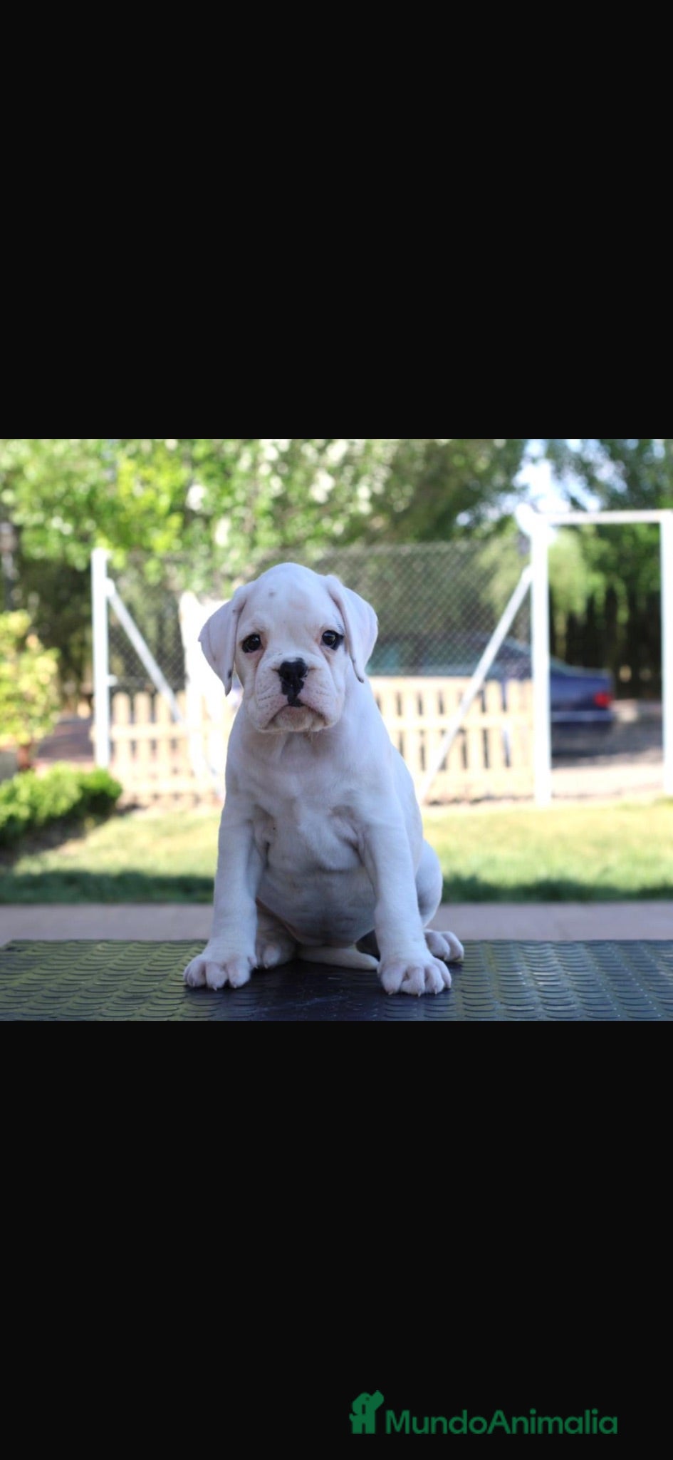 Boxer perros CACHORRO BOXER BLANCO - Anuncio 2