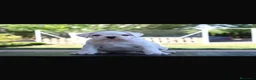 Boxer perros en venta: CACHORRO BOXER BLANCO - Anuncio 1