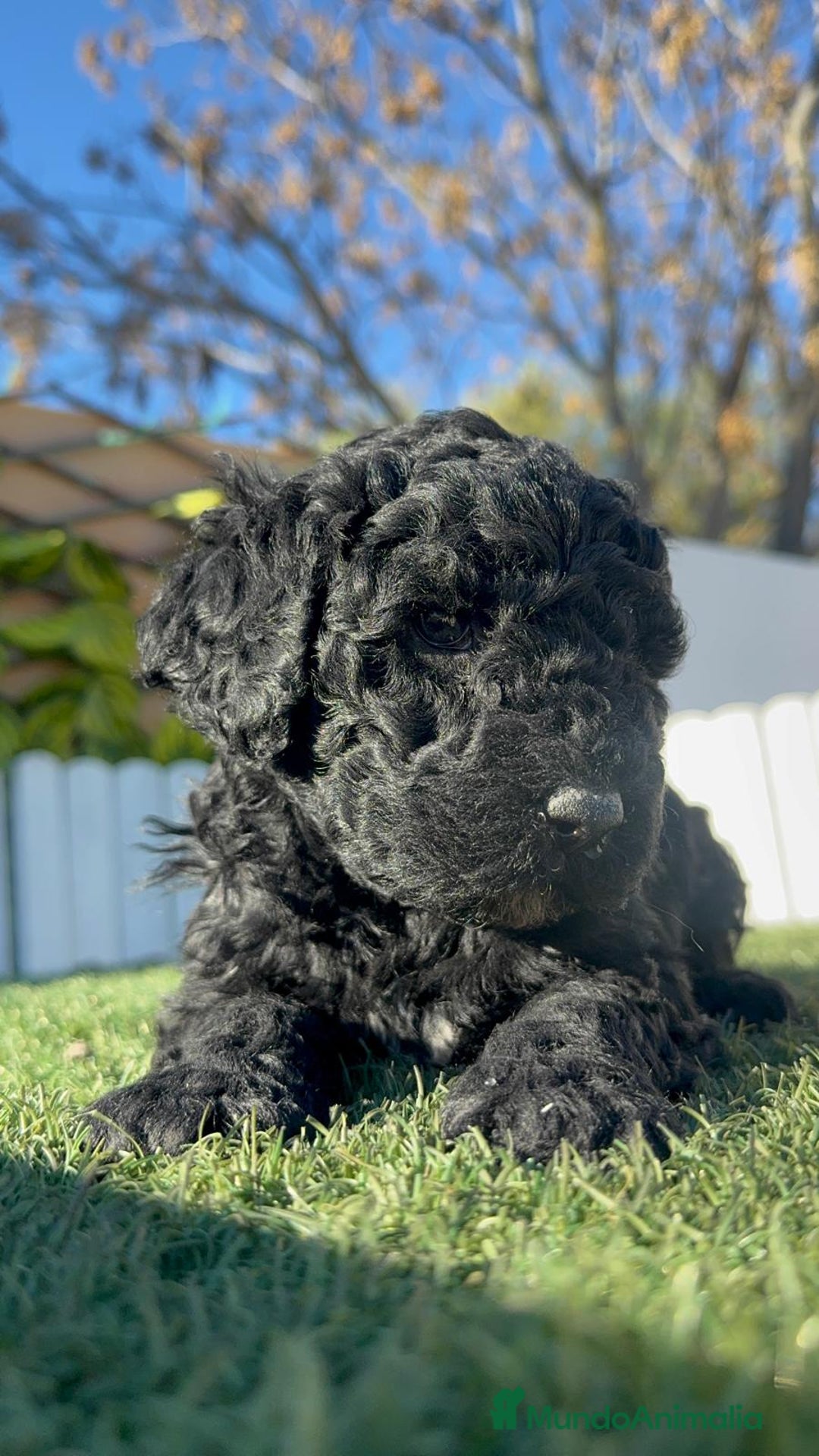 Perro de Agua Español perros en venta: PERRO DE AGUA HEMBRA - Anuncio 1