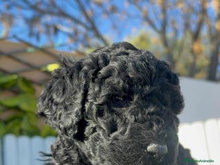 Perro de Agua Español perros PERRO DE AGUA HEMBRA - Anuncio 5