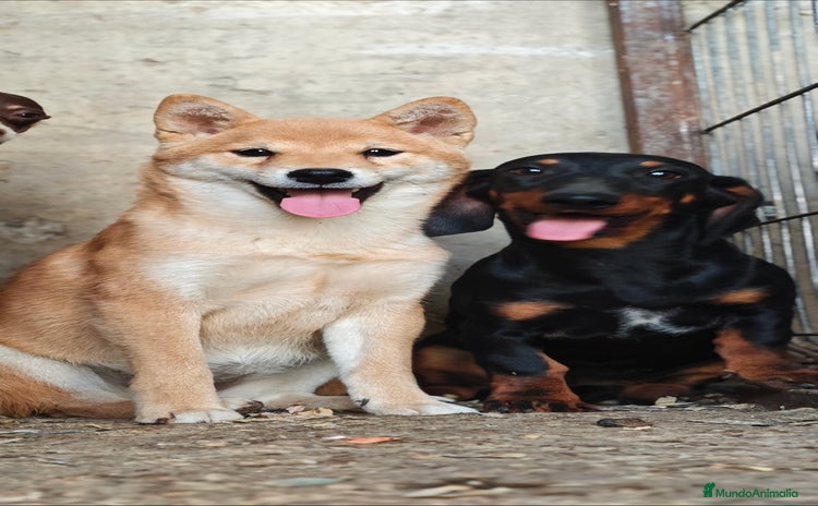 Shiba Inu perros - Anuncio 13