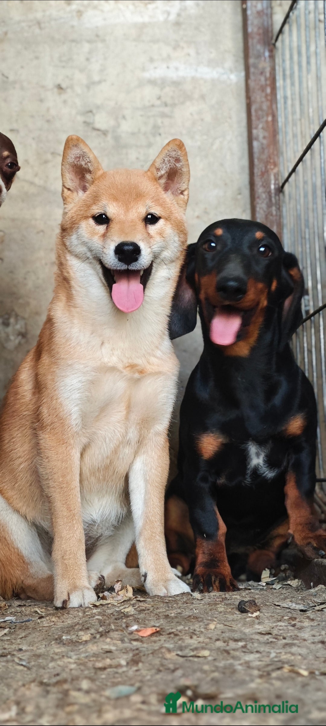 Shiba Inu perros en venta: Shiba inu  - Imagen 1