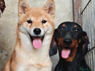 Shiba Inu perros - Anuncio 2