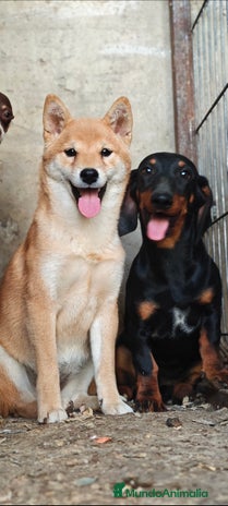 Shiba Inu perros - Anuncio 8