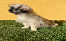 Pekinés perros en venta: Hembra de Pekines Imperial  - Imagen 7