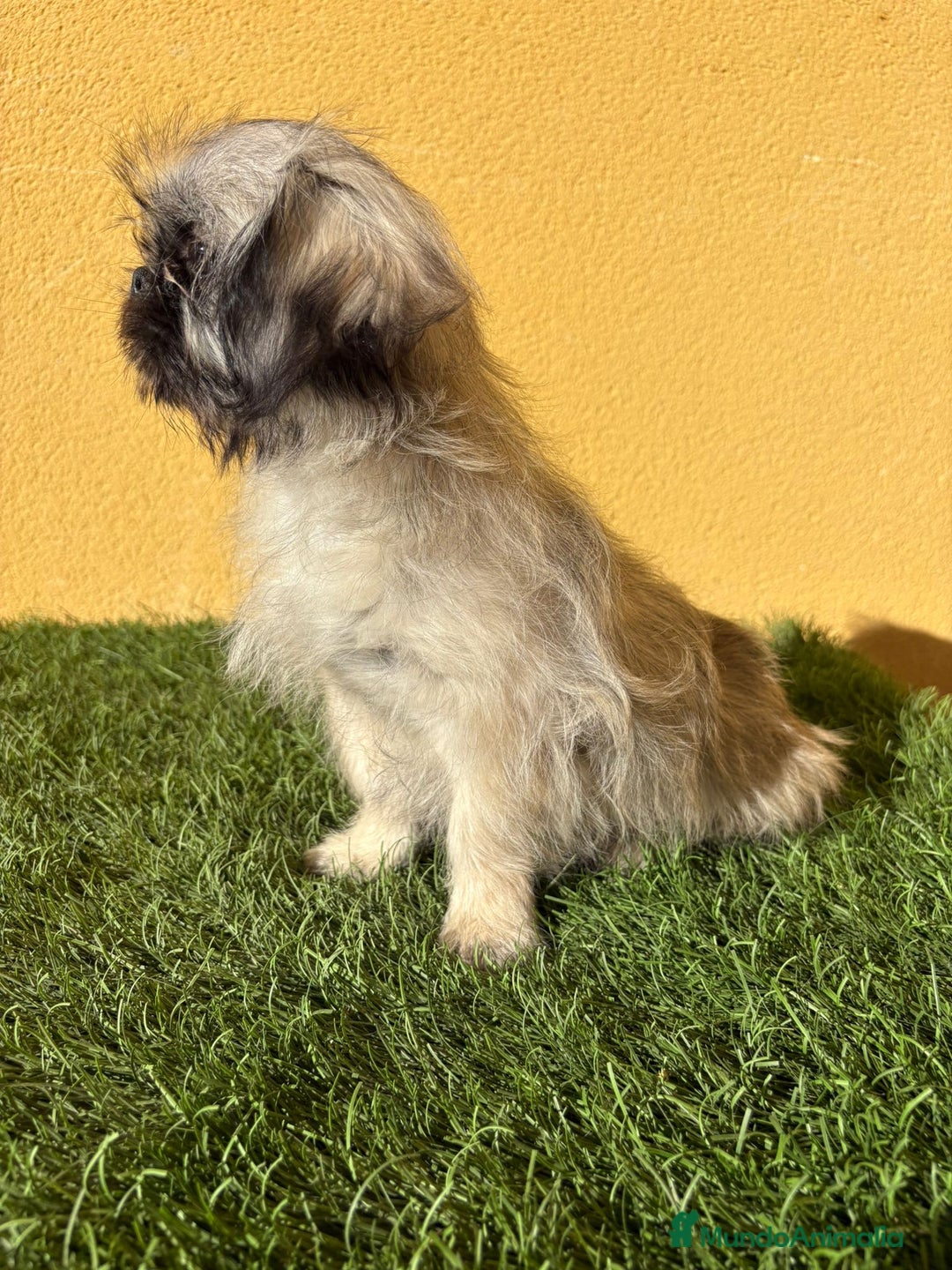 Pekinés perros en venta: Hembra de Pekines Imperial  - Imagen 7