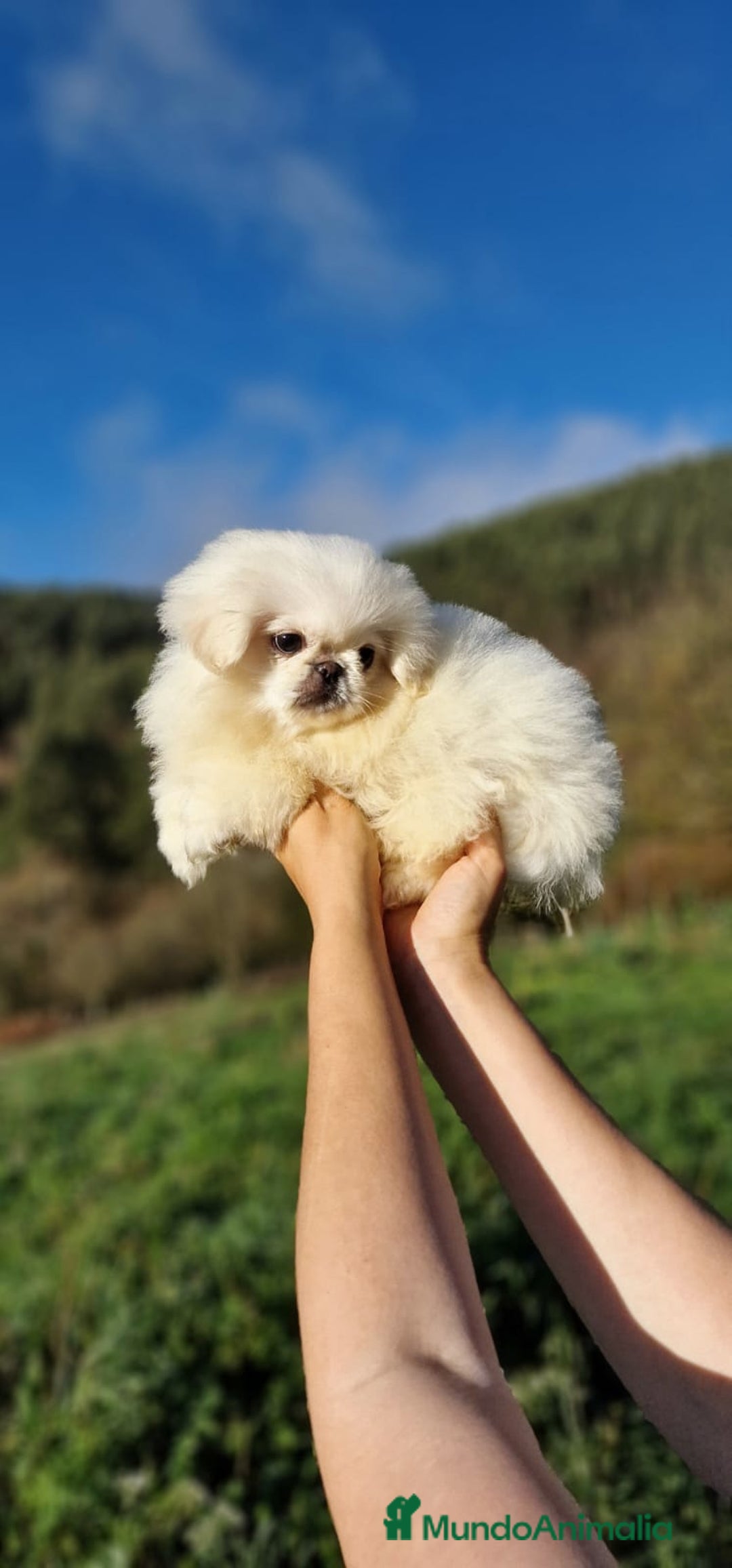 Pekinés perros en venta: Hembras Pekinés Imperial  - Anuncio 5