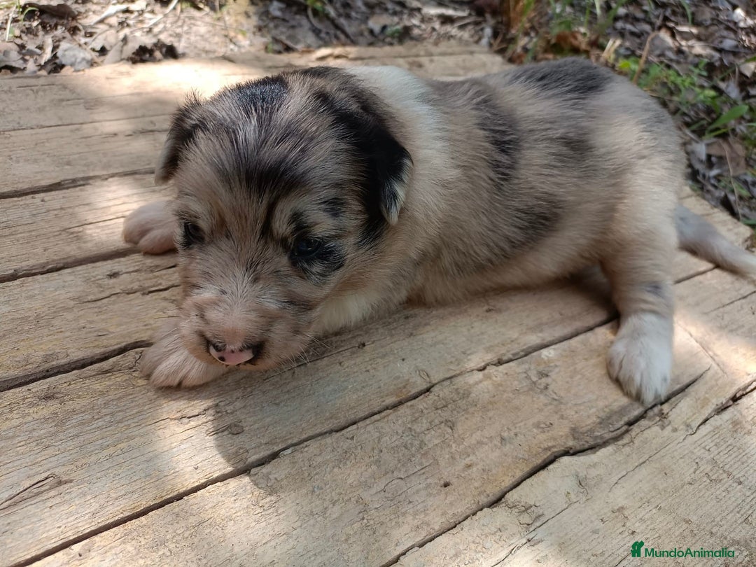 Border Collie perros en venta: Border collie chocolate y merle - Imagen 10