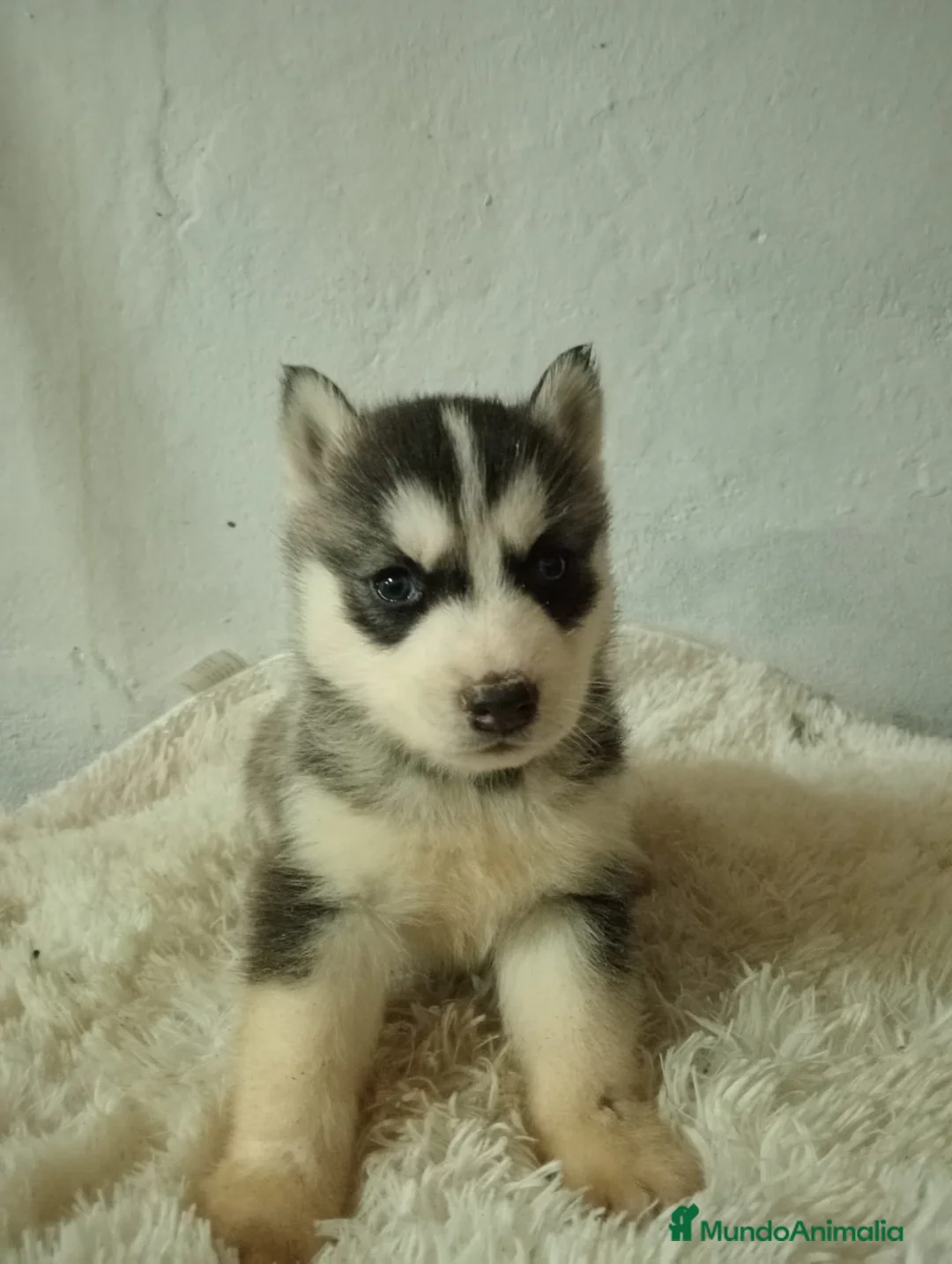 Husky Siberiano perros en venta: Husky siberiano  - Anuncio 1