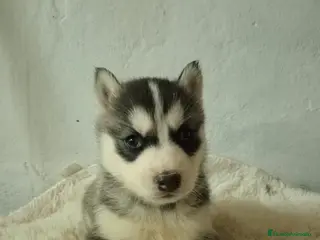 Husky Siberiano perros Husky siberiano - Anuncio 1