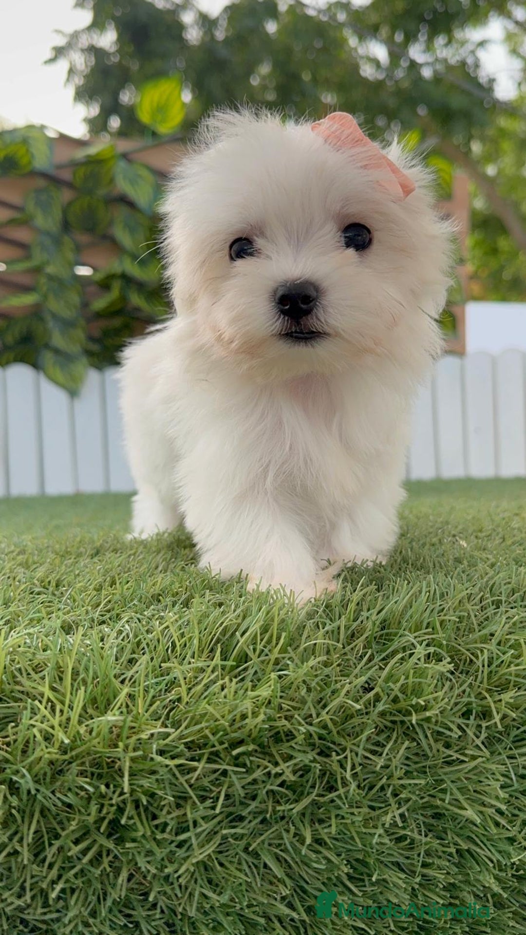 Bichón Maltés perros en venta: BICHON MALTES HEMBRA - Imagen 12