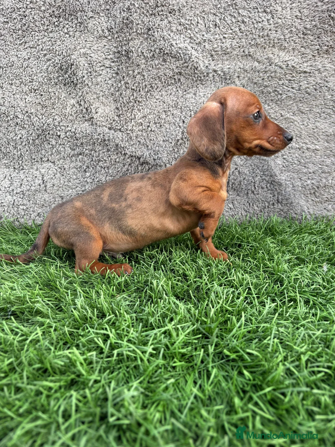 Teckel Miniatura perros en venta: Macho de Teckel Kaninchen Merle chocolate diluido - Anuncio 11