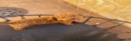 Caniche Toy perros en venta: Nueva camada Prao Toro  - Anuncio 9