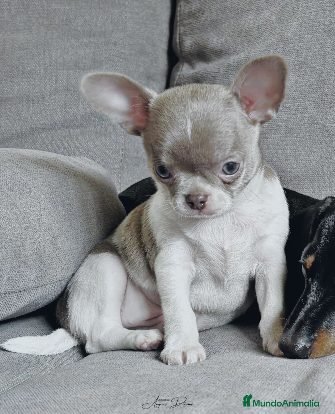 Chihuahua perros en venta: Chihuahua  - Anuncio 2