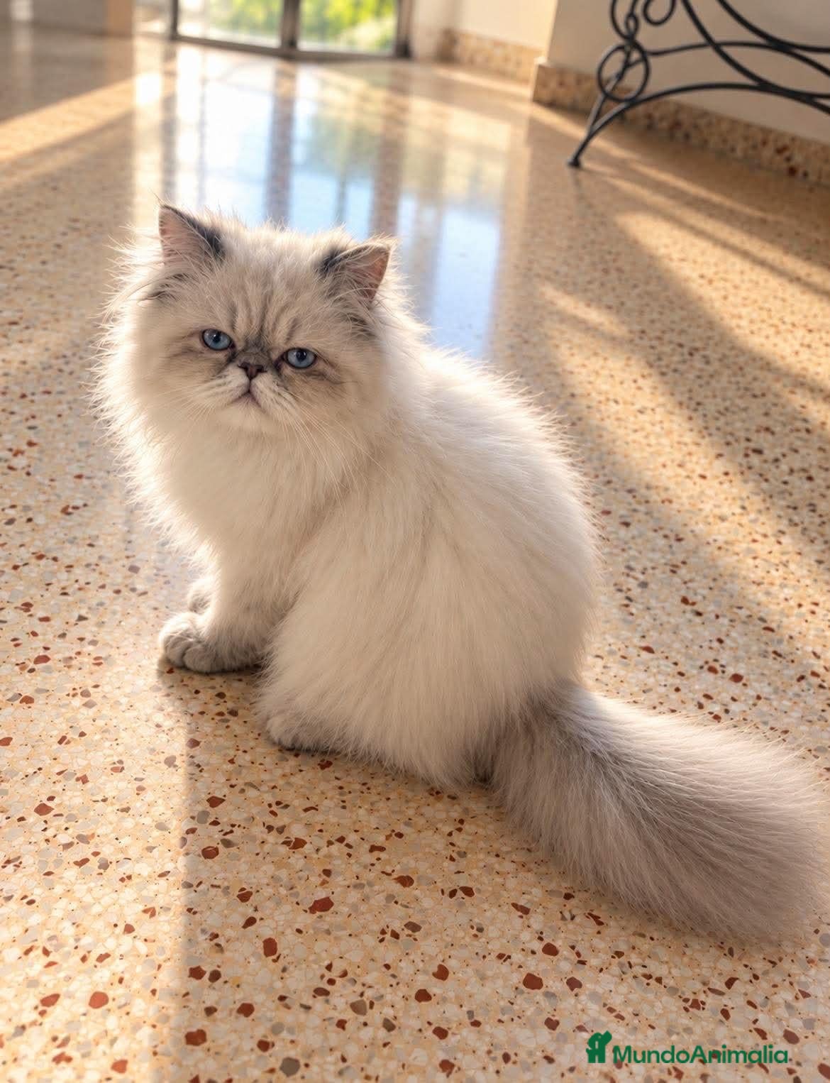 Persa gatos en venta: Persa chato - Anuncio 17