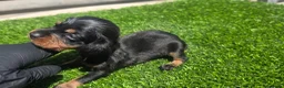 Teckel Miniatura perros en venta: Teckel kanichen  - Anuncio 3