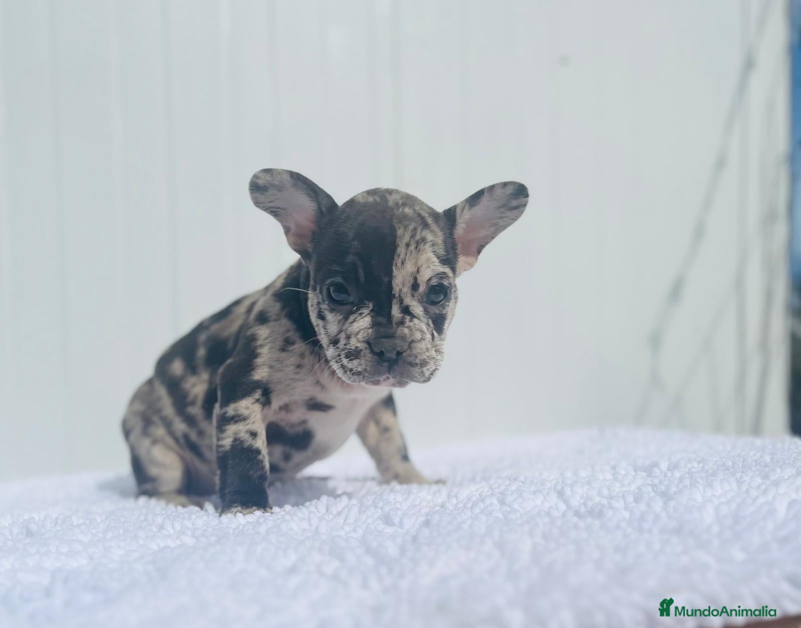 Bulldog Francés perros Cachorrita de Bulldog francés Merle blue  - Anuncio 2