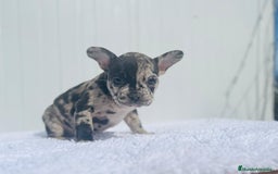 Bulldog Francés perros en venta: Cachorrita de Bulldog francés Merle blue  - Imagen 2