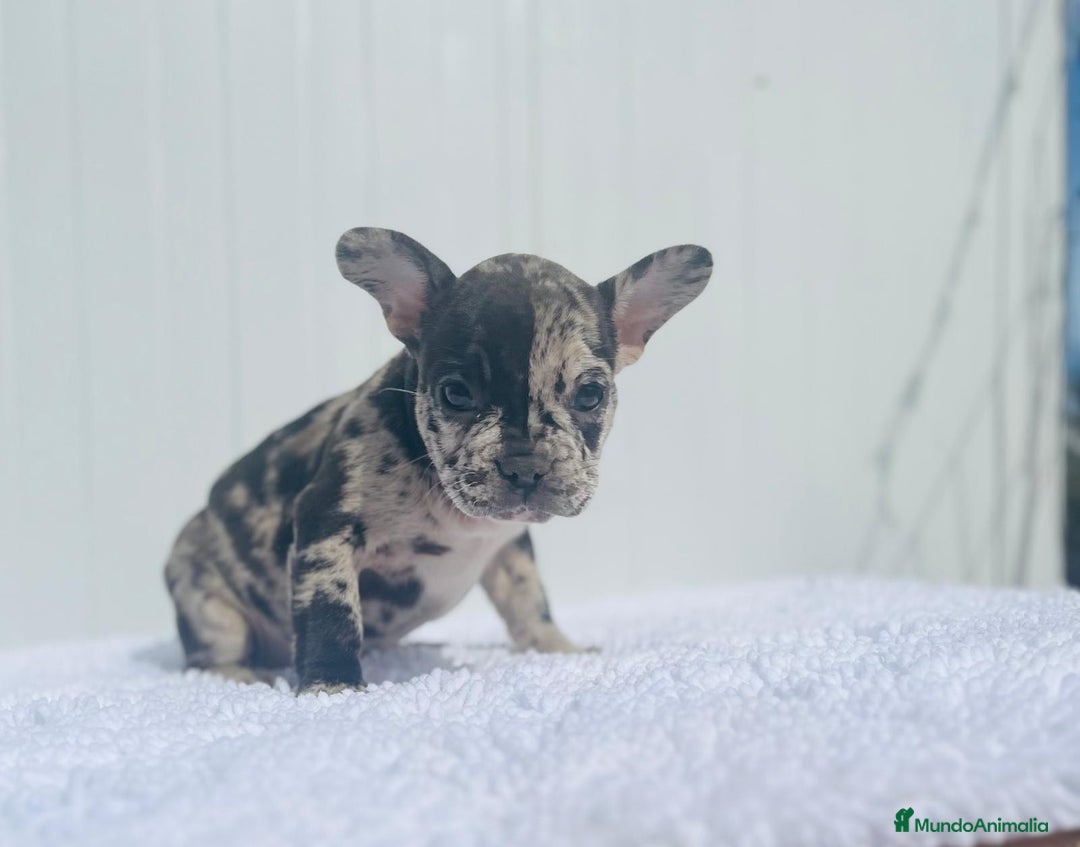 Bulldog Francés perros en venta: Cachorrita de Bulldog francés Merle blue  - Imagen 2