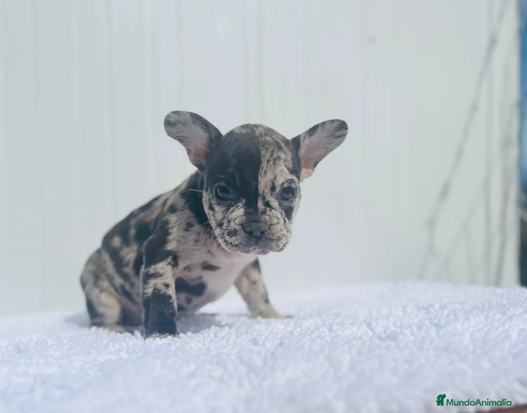 Bulldog Francés perros en venta: Cachorrita de Bulldog francés Merle blue  - Anuncio 2