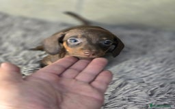Teckel Miniatura perros en venta: Teckel chocolate inigualables  - Imagen 4